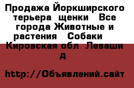 Продажа Йоркширского терьера, щенки - Все города Животные и растения » Собаки   . Кировская обл.,Леваши д.